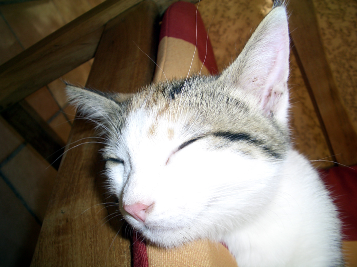 Caramel 08-04 002.jpg